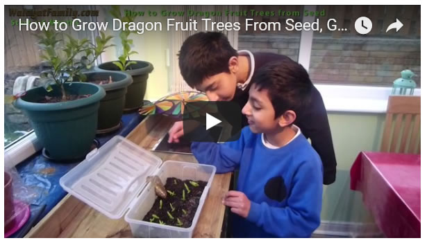 How to Grow Dragon Fruit Trees From Seed, Germinate and Growth Over 1 Year UK 