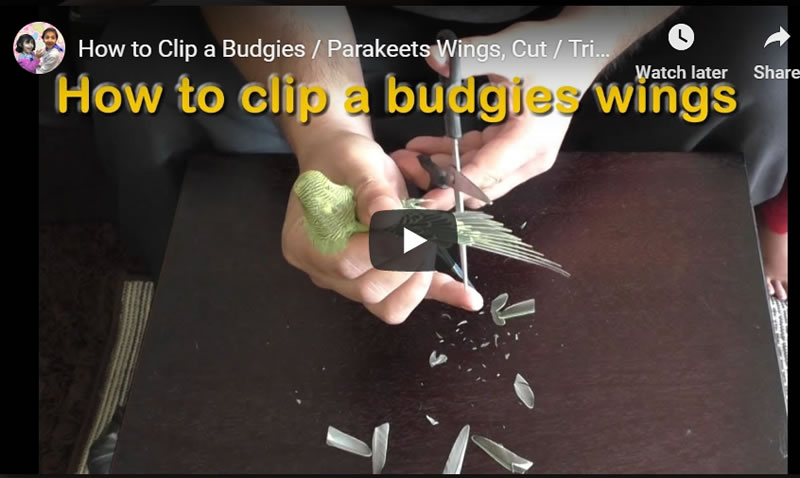 How to Clip a Budgies / Parakeets Wings, Cut / Trim Bird's Flight Feathers