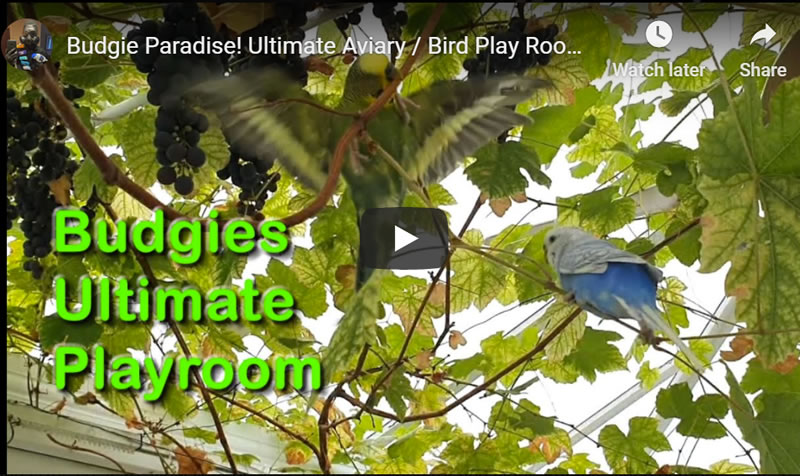 Budgie Paradise! Ultimate Bird Play Room! How to do for FREE! 