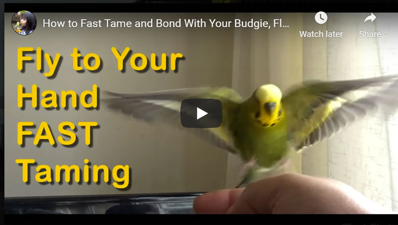 How to Fast Tame and Bond With Your Budgie, Fly to Your Hand 