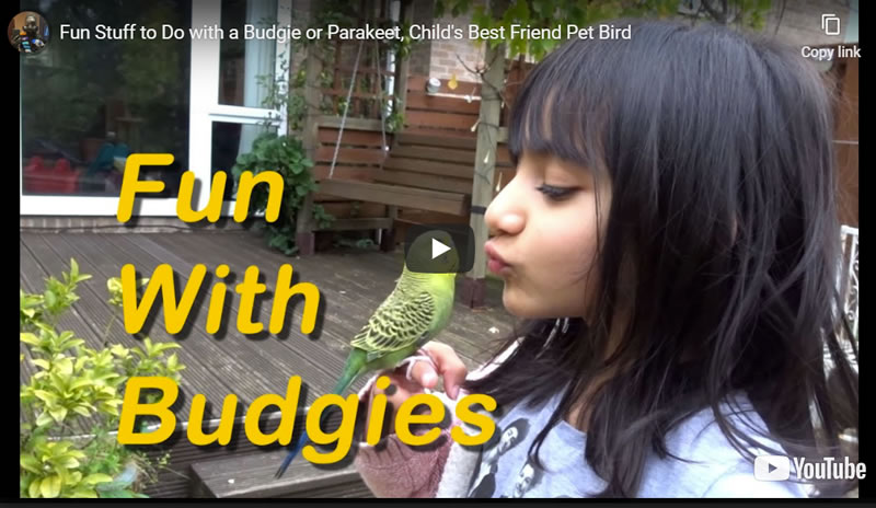Fun Stuff to Do with a Budgie or Parakeet, a Child's Best Pet Bird Friend 