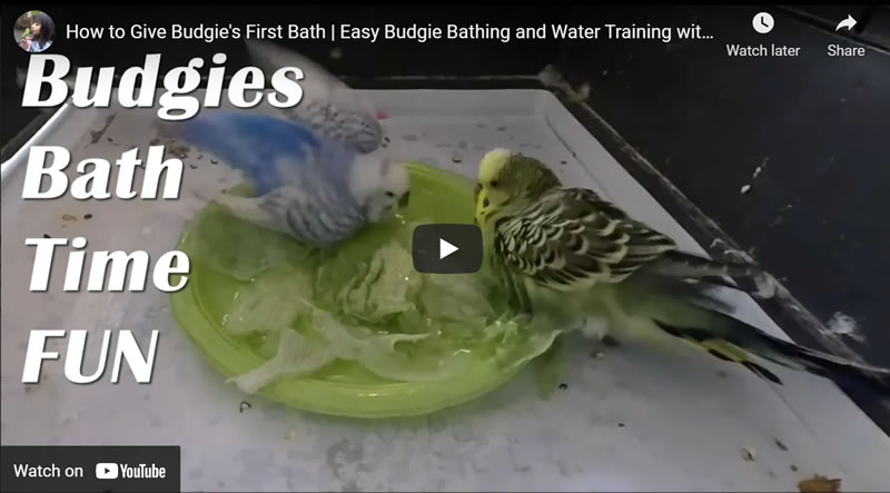 How to Give Budgie's First Bath | Easy Budgie Bathing and Water Training with Lettuce