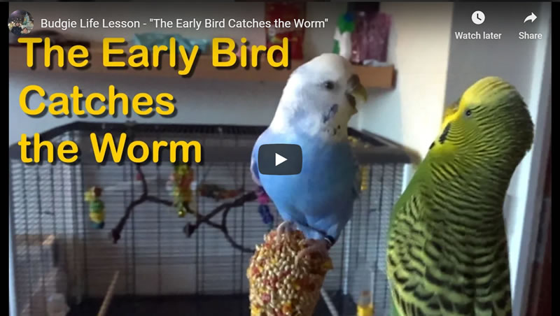 Life Lesson - The Early Bird Catches the Worm