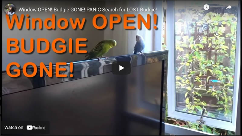 Window OPEN! Budgie GONE! PANIC Search for LOST Budgie!