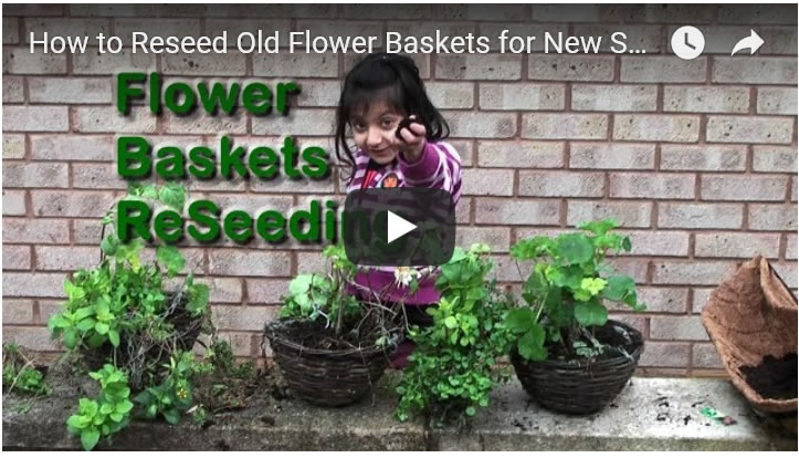 Gardening Money Saving by Reseeding Spent Flower Baskets for New Summer Growth