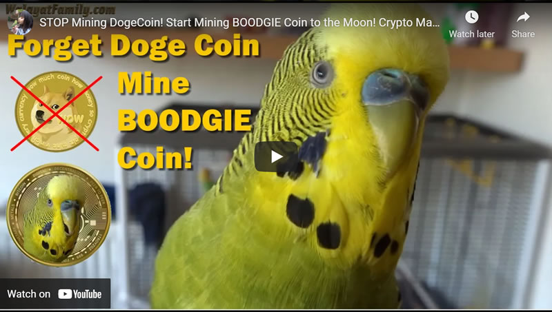 DogeCoin CRASH! Time to Start Mining BOODGIE Coin! Crypto Mania 2021