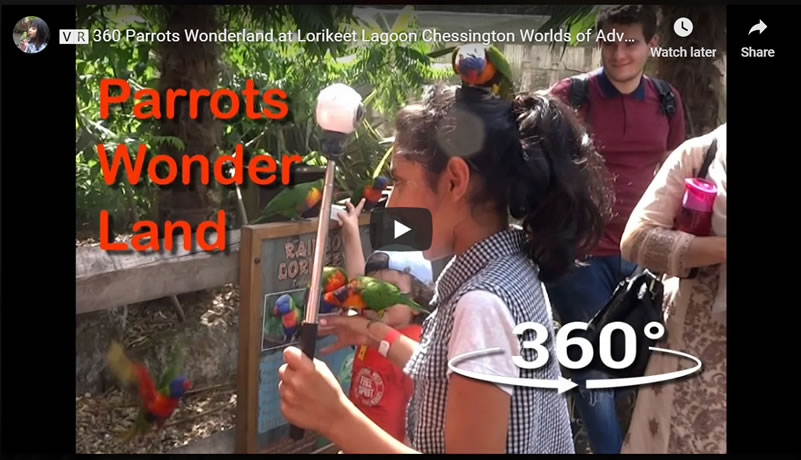 Life After Covid - ���� 360 Parrots Wonderland at Lorikeet Lagoon Chessington Worlds of Adventure
